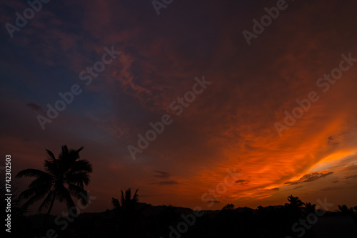 Sunset and Palm Trees