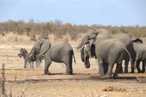 African Elephants (Loxodonta africana) at a water hole. Taken in Kruger National Park, South Africa.
