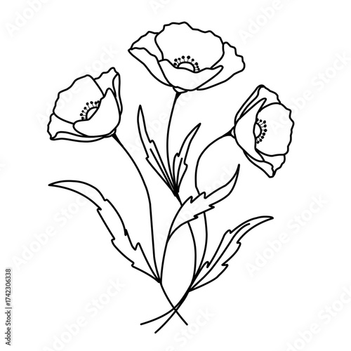 vector illustration of poppy flowers