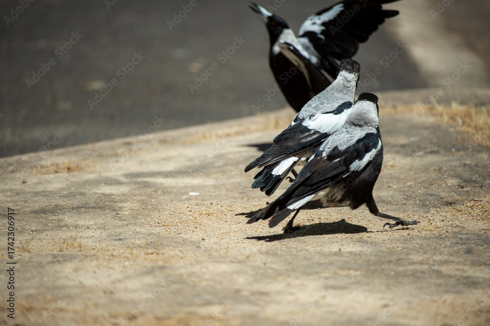 Obraz premium crows on tje ground