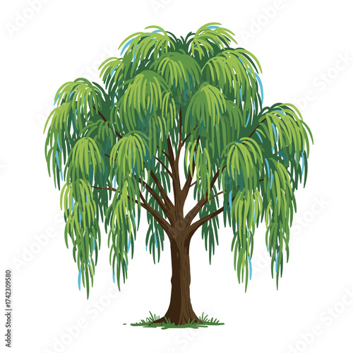 Full-grown willow tree with cascading branches and green leaves