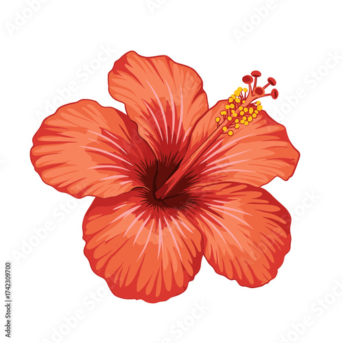 Red hibiscus flower with detailed petals and stamen