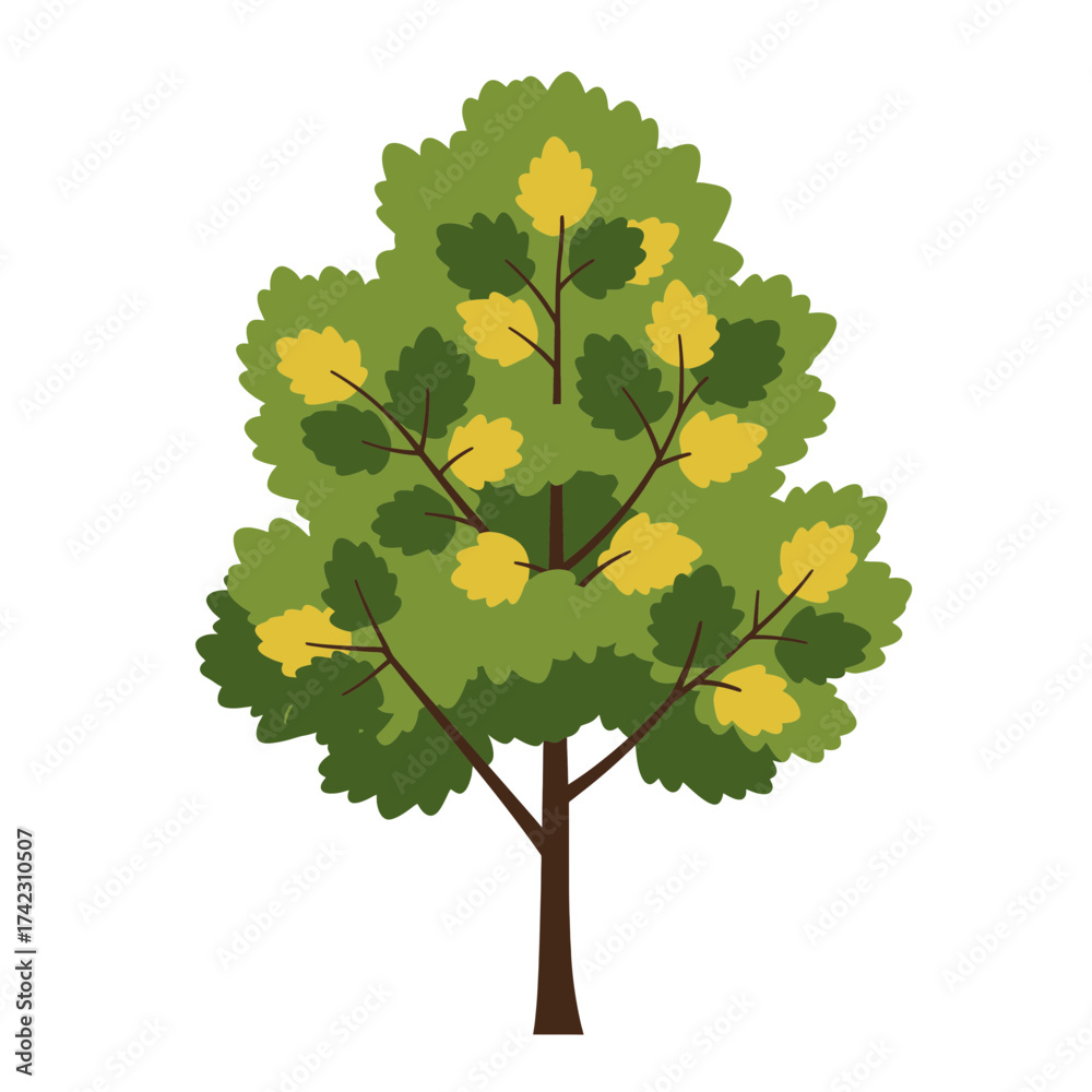 Fototapeta premium Deciduous tree with green and yellow leaves in full foliage
