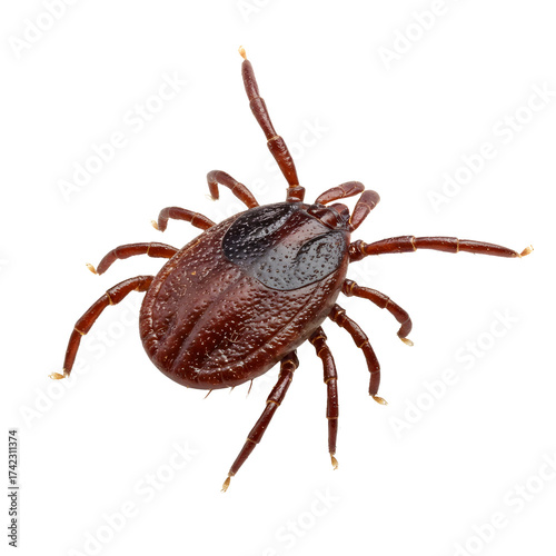 tick crawling isolated on white background