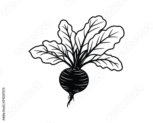Beetroot with leaves hand drawn sketch