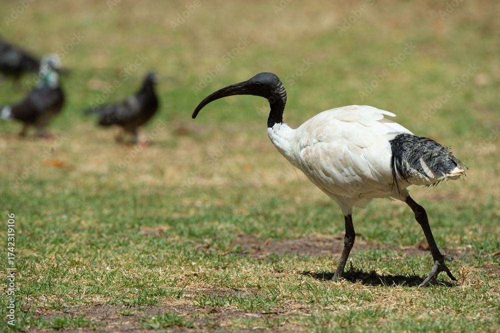 Fototapeta premium grey crowned crane