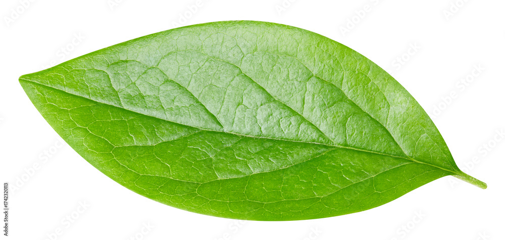 Obraz premium leaf isolated on white background