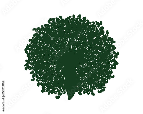 Top view lush green tree silhouette