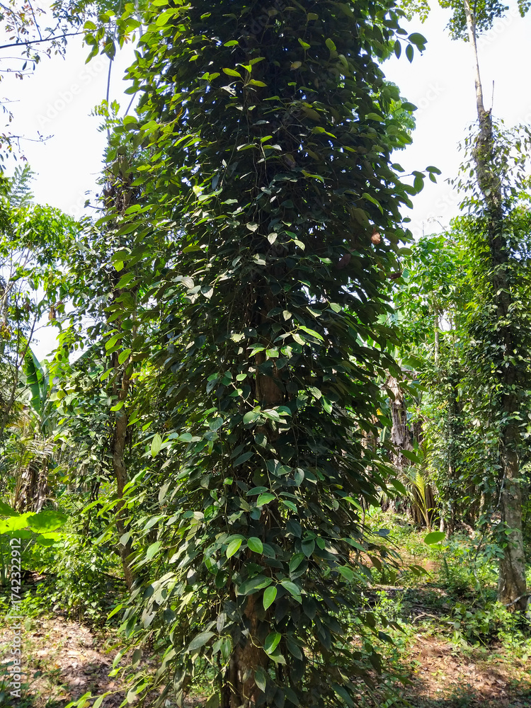 Fototapeta premium A lush green pepper vine climbing up a tall support tree in a tropical plantation