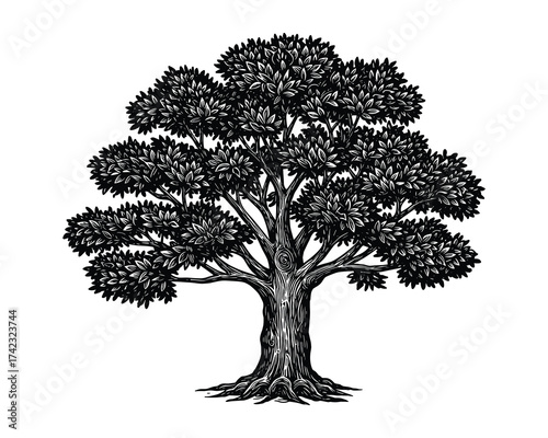 Large oak tree black and white