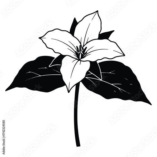 Elegant Black and White Trillium Flower Illustration a Botanical Masterpiece