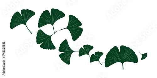 Ginkgo leaves arrangement