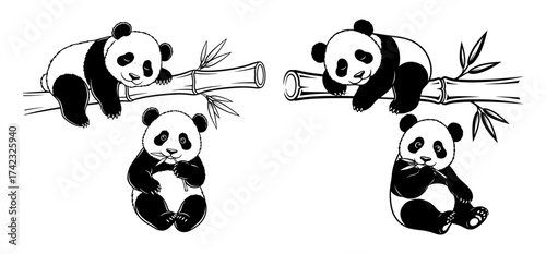Vector art of adorable panda bears enjoying bamboo shoots, a charming and playful illustration