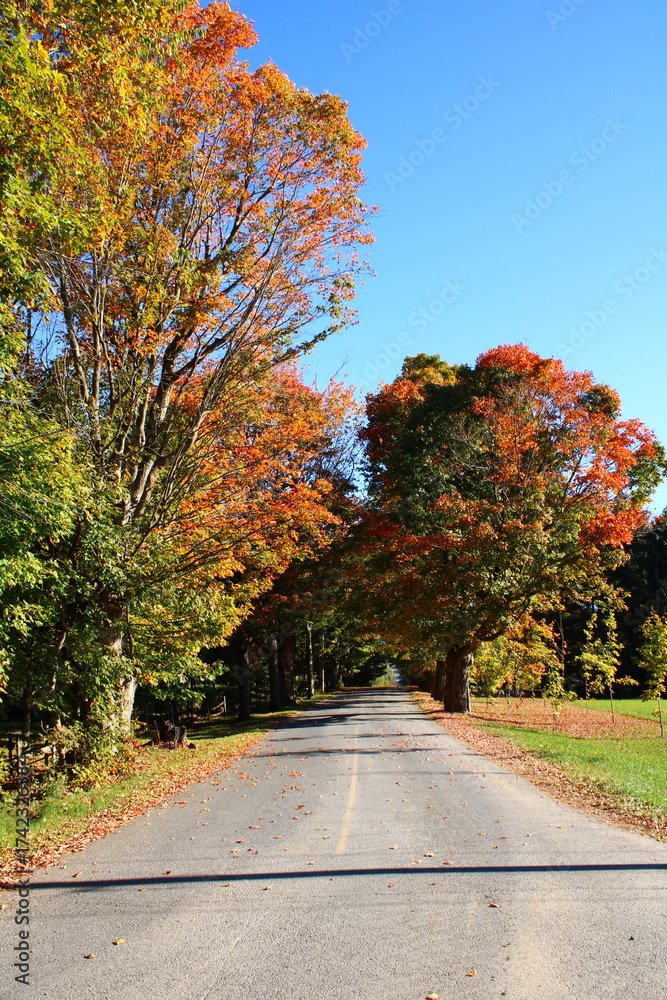 Naklejka premium Country road in fall with great foliage in Quebec