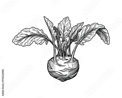 Kohlrabi black and white drawing