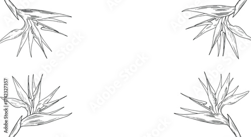 Bird of paradise flowers frame elements