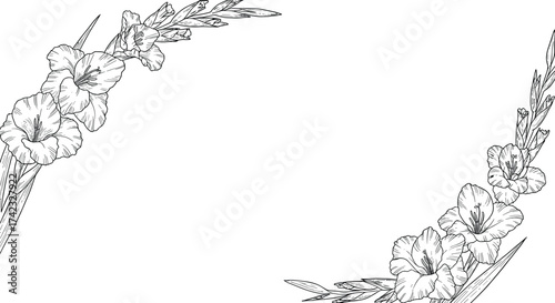 Gladiolus flower border drawing