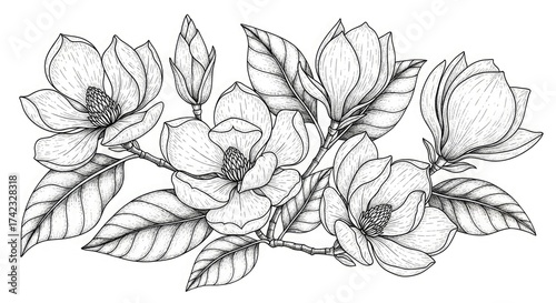 Magnolia floral botanical flower drawing illustration sketch blossom bloom spring nature plant art design