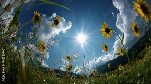 Vibrant sunflower field under bright blue sky with sunlight and fluffy clouds