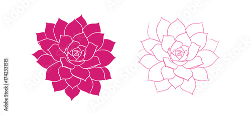 Pink Succulent Plant Vector Set
