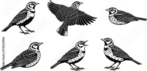 Black and white bird illustrations, detailed feather patterns, flying and standing poses, vintage style drawing, ornithology sketch, wildlife art design, nature