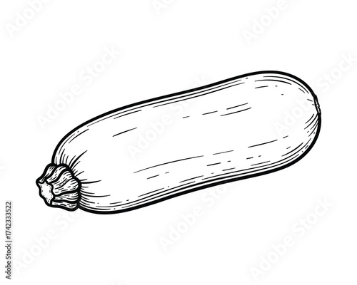 Zucchini squash hand drawn sketch
