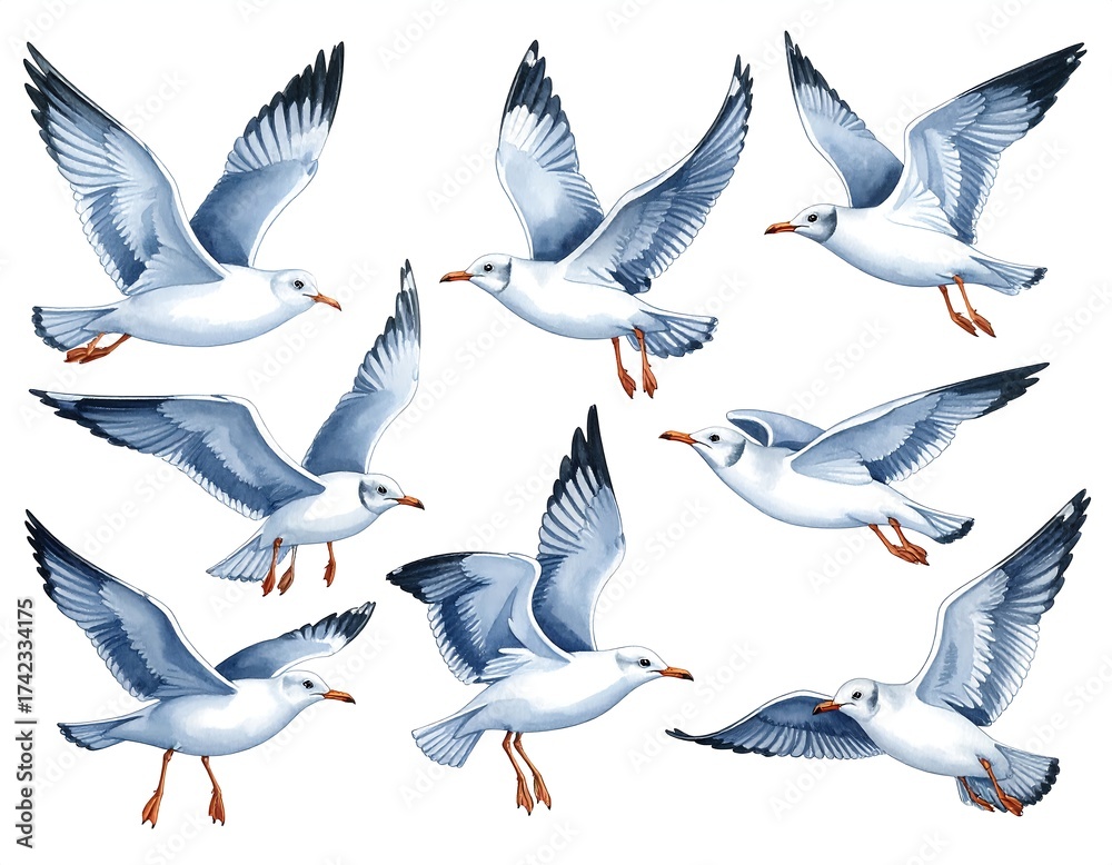 Obraz premium Watercolor illustration depicts nine seagulls in various flight poses