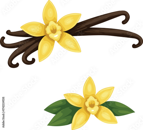 Vanilla flower and bean pods illustration, yellow tropical orchid plant, aromatic spice ingredient, botanical drawing, isolated on white background.