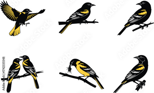Colorful oriole bird illustrations, perched and flying poses, black and yellow plumage, detailed wildlife drawing, nature sketch, ornithology art, branch scene
