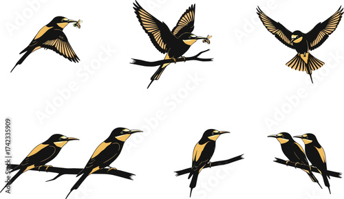 Elegant bee eater birds illustration, flying, perched, feeding, insect catch, wildlife drawing, exotic avian art, nature, tropical, decorative design