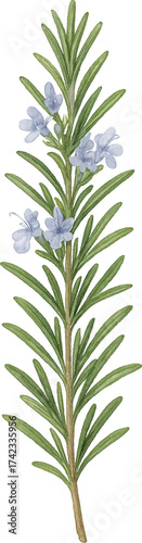 Rosemary sprig with flowers isolated on white