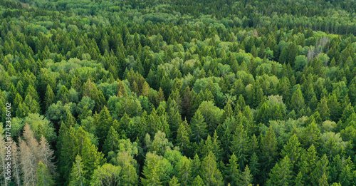 An aerial view of a coniferous forest on a summer day