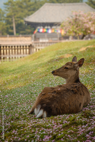 deer in front of Japanese temple at Nara park