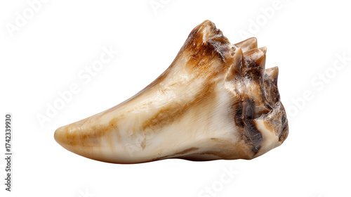 Horse tooth fragment background isolated on a Transparent background, PNG file.