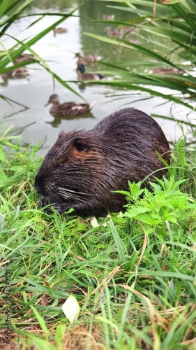 Nutria wild animal on the shore of the lake close up view