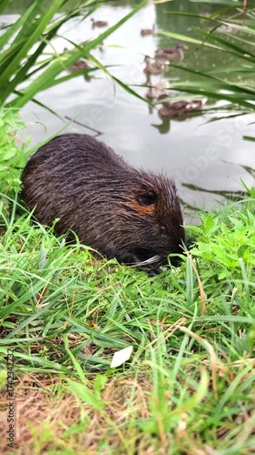 Nutria wild animal on the shore of the lake close up view