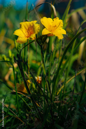 Bright Yellow Flowers in Garden — Nature and Floral Beauty
