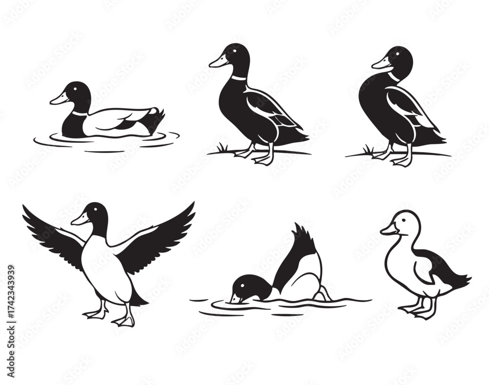 Fototapeta premium Vector set of mallard duck silhouettes in various poses, swimming, standing, flying, diving, in a clean graphic style.