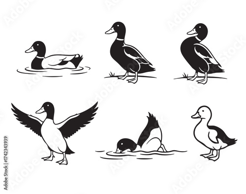 Vector set of mallard duck silhouettes in various poses, swimming, standing, flying, diving, in a clean graphic style.