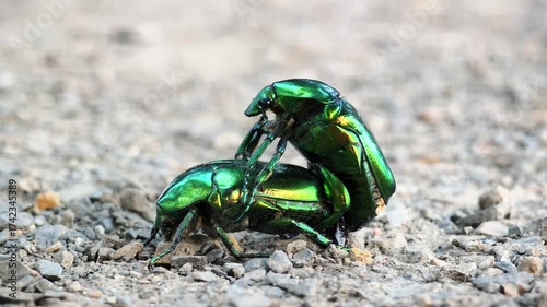 Two beautiful green beetles mating, macro shot.