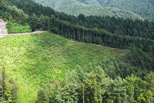 Canvastavla 植林中の山の斜面