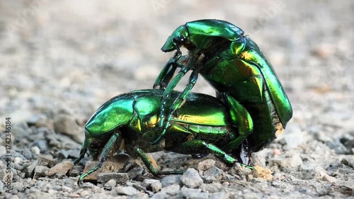 Two beautiful green beetles mating, macro shot.