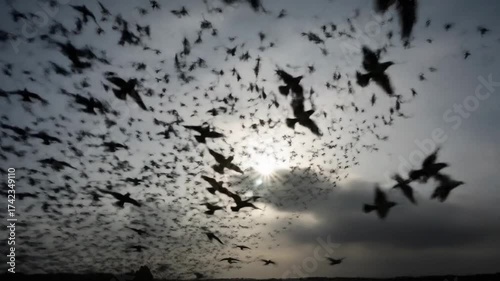 A mesmerizing murmuration of starlings fills the sky, silhouetted against the sun in a breathtaking natural display of flocking behavior