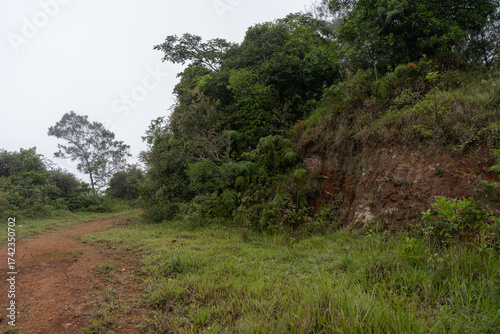 A dirt road with trees on both sides