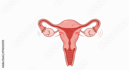 Human uterus illustration with fallopian tubes and ovaries showcases reproductive organ system. Detailed anatomical representation of uterine body is visible in this human uterus illustration.