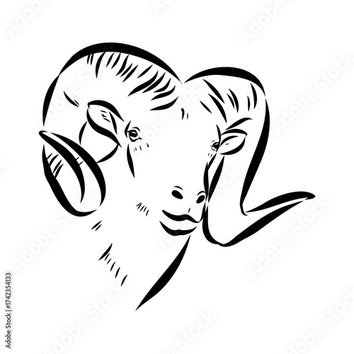 Altai mountain sheep, vector sketch