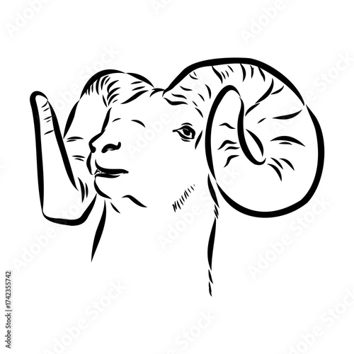 Altai mountain sheep, vector sketch