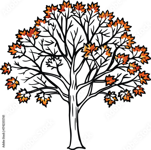 Vibrant maple tree in autumn with striking orange and red leaves isolated on white background isolated on transparent background