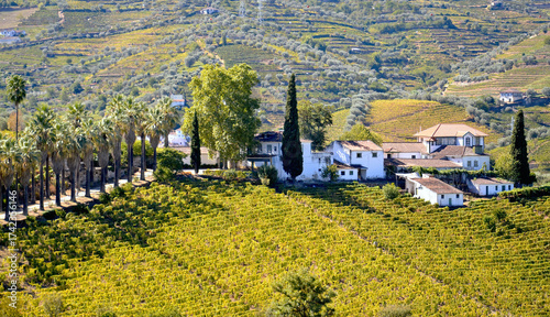 Autumn Terraces: The Timeless Vineyards of the Alto Douro near Régua, Portugal