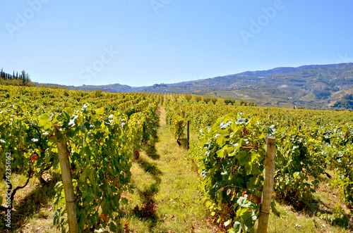 Green Rows of Tradition: Summer Vines in the Heart of the Douro in Portugal